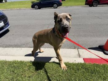 BRONX -  Cane Corso Dog for Adoption in Ontario, California - BRONX | PetCurious
