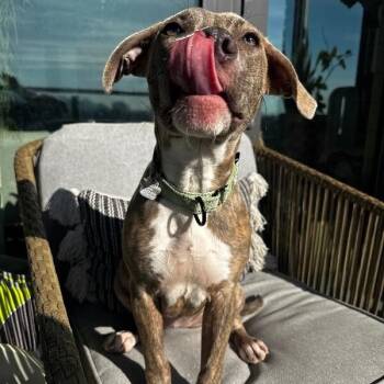 Pit Bull Terrier and American Staffordshire Terrier Dogs Available for Adoption - Tonya Brindle Beauty Wants You | PetCurious