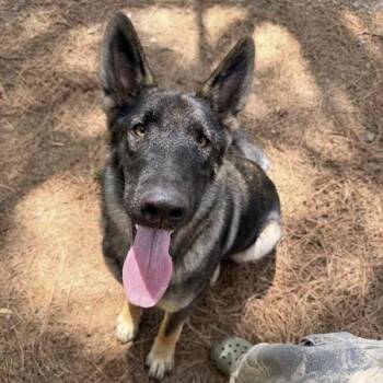 Vesta (26-368) -  German Shepherd Dog Dog for Adoption in New Ringgold, Pennsylvania - Vesta (26-368) | PetCurious