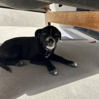 Corgi and Cattle Dog Dogs Available for Adoption in San Diego, California - Saffron | PetCurious