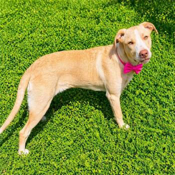 Labrador Retriever Dogs Available for Adoption in Binghamton, New York - Alexandra | PetCurious