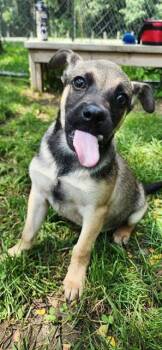 SUNKA -  German Shepherd Dog Dog for Adoption in Peoria, Illinois - SUNKA | PetCurious
