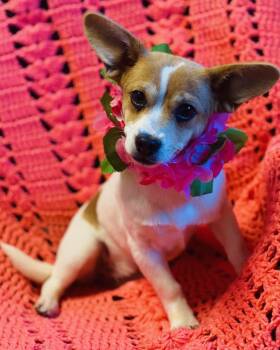 Terrier and Chihuahua Dogs Available for Adoption - Pansie | PetCurious