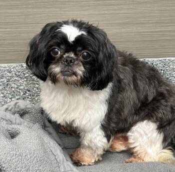 Shalom -  Shih Tzu Dog for Adoption in Cypress, California - Shalom | PetCurious