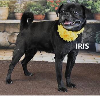 Pug and Shepherd Dogs Available for Adoption in Gilbert, Arizona - Iris Mae | PetCurious