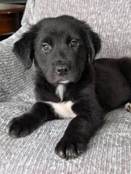 Black Bear -  Border Collie and Black Labrador Retriever Dog for Adoption in Baton Rouge, Louisiana - Black Bear | PetCurious