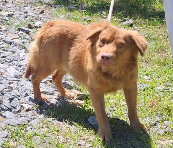 Golden Retriever and Australian Shepherd Dogs Available for Adoption in Wetumpka, Alabama - 260439  Elliot | PetCurious