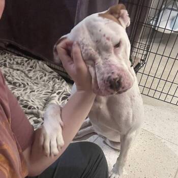 Hamilton -  Pit Bull Terrier Dog for Adoption in Dallas, Texas - Hamilton | PetCurious
