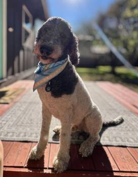 Rescue Sheepadoodle Dogs for Adoption in Garland, Texas - Finleyboy | PetCurious