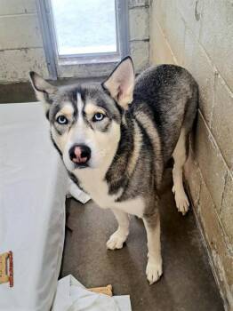 Siberian Husky Dogs Available for Adoption in Easton, Maryland - YUKI | PetCurious
