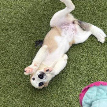 Stella 6868 -  Great Pyrenees and Mixed Breed Dog for Adoption in Loxahatchee Groves, Florida - Stella 6868 | PetCurious