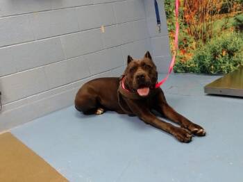 MARCY -  Cane Corso and Mixed Breed Dog for Adoption in Moreno Valley, California - MARCY | PetCurious