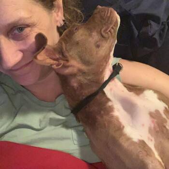 Peachy custard -  Terrier and Mixed Breed Dog for Adoption in St. Louis, Missouri - Peachy Custard | PetCurious