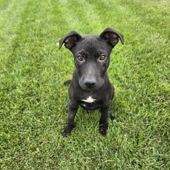 Rescue Mixed Breed Dogs for Adoption in Buffalo, Minnesota - Snoop Dogg | PetCurious