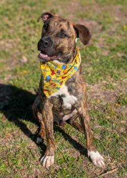 Terrier Dogs Available for Adoption in Gulfport, Mississippi - Andy | PetCurious