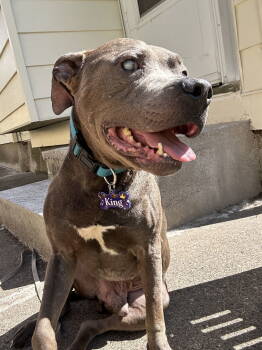 Rescue Pit Bull Terrier Dogs for Adoption in St. Cloud, Minnesota - King | PetCurious