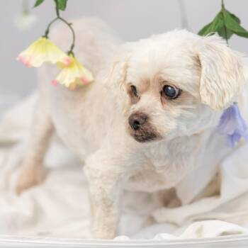Lhasa Apso Dogs Available for Adoption - Frodo: Sponsor Me! | PetCurious