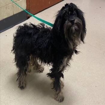 Rodney -  Miniature Poodle and Mixed Breed Dog for Adoption in Madison, Wisconsin - Rodney | PetCurious