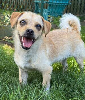 Rikko -  Border Terrier and Wirehaired Dachshund Dog for Adoption in Anderson, Indiana - Rikko | PetCurious