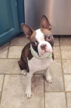 Boston Terrier Dogs Available for Adoption in Catlettsburg, Kentucky - Mayday | PetCurious