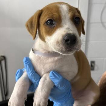 Ecstatic -  American Foxhound and Mixed Breed Dog for Adoption in Hattiesburg, Mississippi - Ecstatic | PetCurious