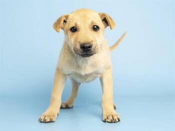 Shar Pei and German Shepherd Dog Dogs Available for Adoption in Phoenix, Arizona - BULMA | PetCurious