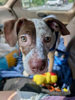 Cherry Garcia -  Hound Dog for Adoption in Sylva, North Carolina - Cherry Garcia | PetCurious