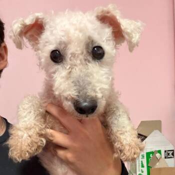Evis -  Miniature Poodle and Mixed Breed Dog for Adoption in Webster, Texas - Evis | PetCurious