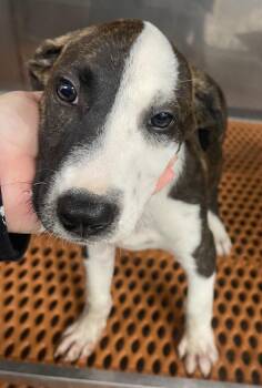 Beck -  Mixed Breed Dog for Adoption in Henderson, North Carolina - Beck | PetCurious