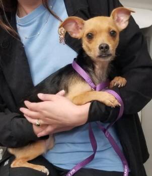 Chihuahua Dogs Available for Adoption in Aurora, Illinois - Cricket | PetCurious