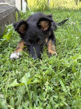 Moose -  Australian Shepherd and Border Collie Dog for Adoption in Springville, New York - Moose | PetCurious