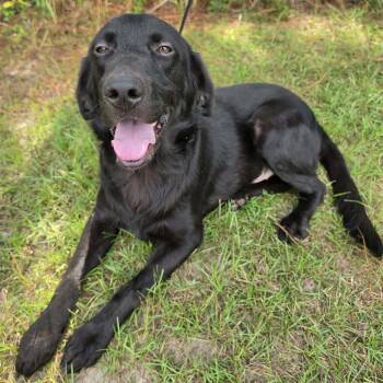 Boots -  Labrador Retriever Dog for Adoption in Foley, Alabama - Boots | PetCurious
