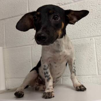 Captain Crunch -  Dachshund Dog for Adoption in Edinburg, Texas - Captain Crunch | PetCurious