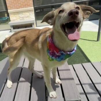Willow -  Yellow Labrador Retriever and Husky Dog for Adoption in The Colony, Texas - Willow | PetCurious