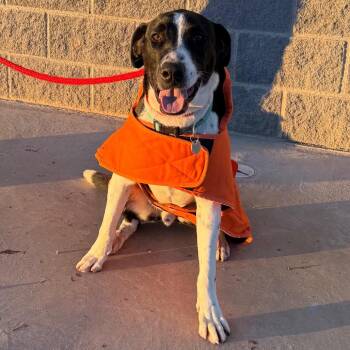 Border Collie and Mixed Breed Dogs Available for Adoption in Cedaredge, Colorado - Otis | PetCurious