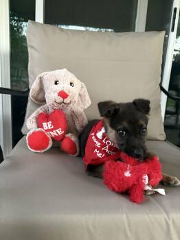 German Shepherd Dog Dogs Available for Adoption - Billy | PetCurious