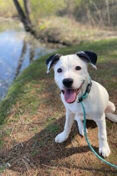 Pit Bull Terrier and Mixed Breed Dogs Available for Adoption in Westminster, Maryland - ANGUS | PetCurious