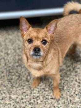 Razzy -  Chihuahua Dog for Adoption in Richmond, Kentucky - Razzy | PetCurious