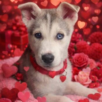 White German Shepherd and Siberian Husky Dogs Available for Adoption - Tundra | PetCurious