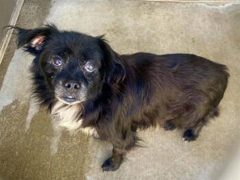 SAM -  Pekingese Dog for Adoption in Tustin, California - SAM | PetCurious