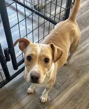 Emily -  Corgi and Beagle Dog for Adoption in Sudbury, Massachusetts - Emily | PetCurious