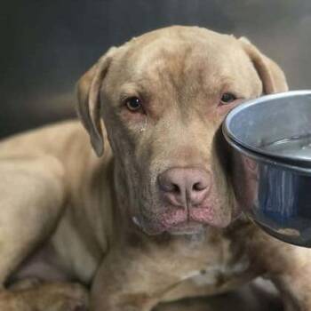 Mixed Breed Dogs Available for Adoption in Binghamton, New York - Oatmeal | PetCurious