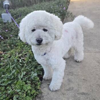 Bichon Frise and Poodle Dogs Available for Adoption - Dixon | PetCurious
