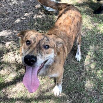 Australian Shepherd Dogs Available for Adoption - Colleen 25-087 | PetCurious