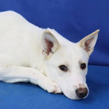 Labrador Retriever Dogs Available for Adoption - Sampson | PetCurious