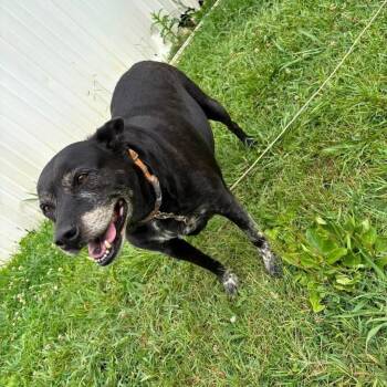 Asher -  Black Labrador Retriever and Pit Bull Terrier Dog for Adoption in Lynchburg, Virginia - Asher | PetCurious