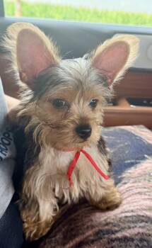 Royce -  Yorkshire Terrier Dog for Adoption in Union Grove, Wisconsin - Royce | PetCurious