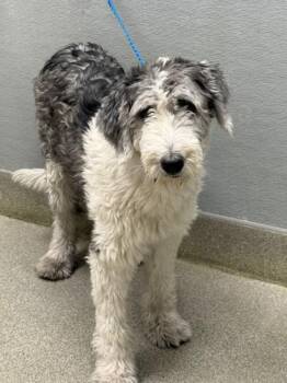 Old English Sheepdog Dogs Available for Adoption in Las Vegas, Nevada - COOKIE CRISP | PetCurious