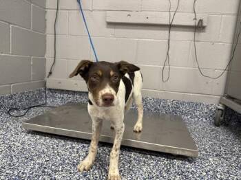 LUCUS -  Terrier Dog for Adoption in Thousand Palms, California - LUCUS | PetCurious