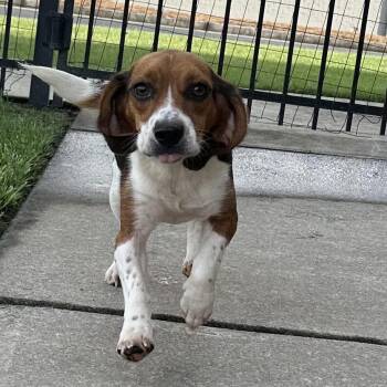 Rescue Beagle Dogs for Adoption in Monroe, Georgia - Emma | PetCurious